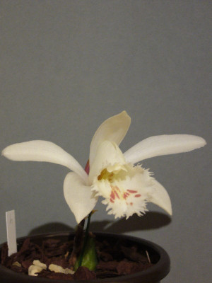 Pleione_unbek._1_800x800_80KB.jpg