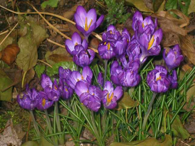 Crocus_namenlos_IMG_4867.JPG