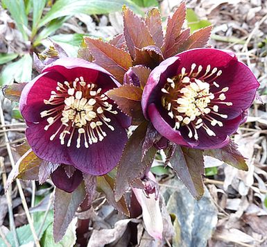 Helleborus_1_fars_2010.jpg