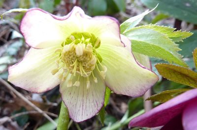 Helleborus_2__fars_2010.jpg