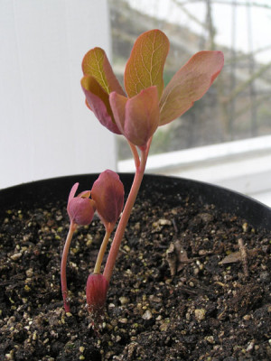 Paeonia_chamaeleon.jpg