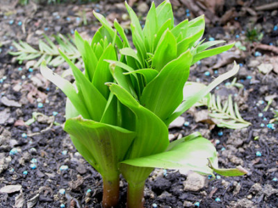 Fritillaria_imperialis.jpg
