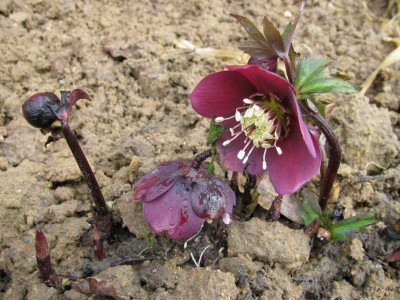 K800_IMG_1351.JPG