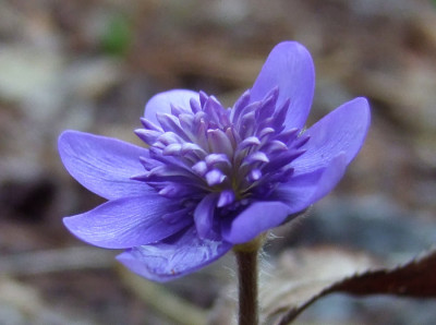 DSCF0125_eHepatica_transsilvanica_gefuellt.JPG