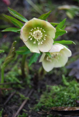 H._purpuracens_Saamling_gelb.jpg