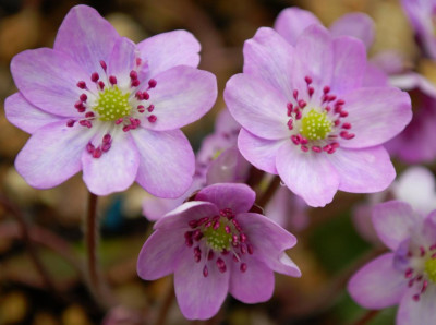 Hepatica_Forest_1.jpg