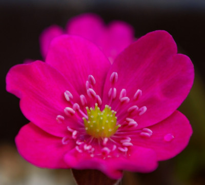 Hepatica_Forest_2.jpg