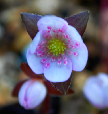 Hepatica_Forest_3.jpg