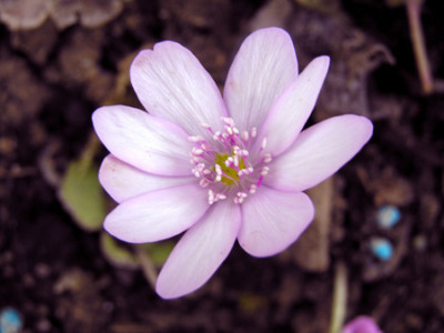 Hepatica_trans_Hohenstein.jpg