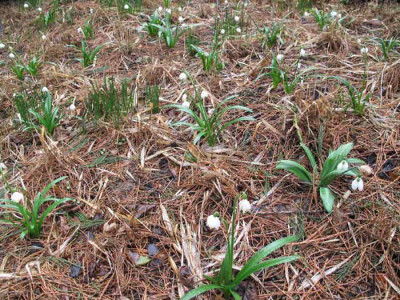 Hakone_Leucojum1682.jpg