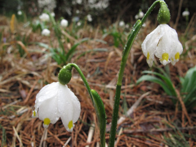 Hakone_Leucojum_nah.jpg