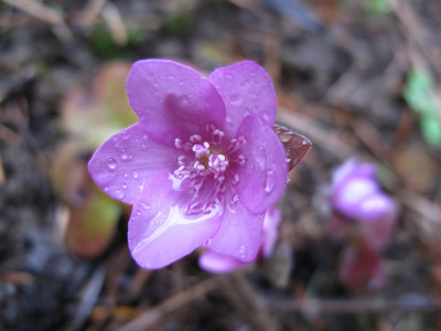 hepatica_himbeereis.jpg