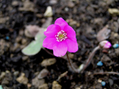 Hepatica_nob_rosae.jpg