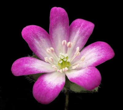 Hepatica_nobilis_rosa.JPG