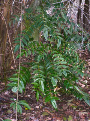 Mahonia_Charity_IMG_4881.JPG