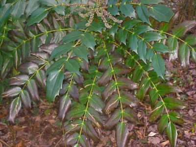 Mahonia-Winterschaden_IMG_4882.JPG