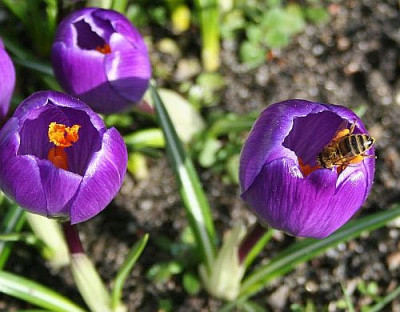 Krokus_mit_Biene4.jpg
