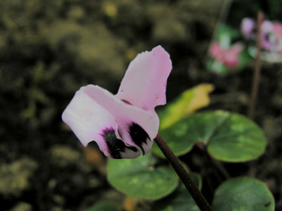 Cyclamen_coum.jpg