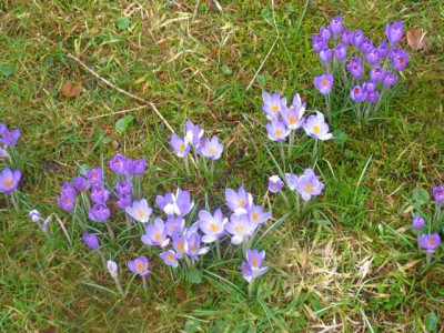 Crocus-Vermehrung_IMG_4878.JPG