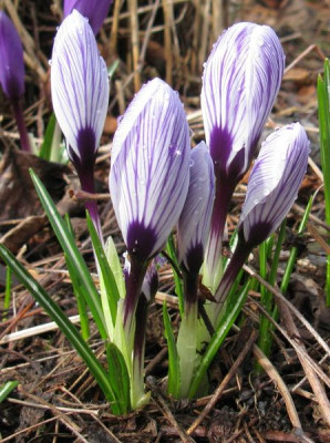 Crocus_No.2_800x600.jpg