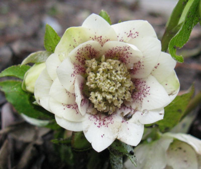 Helleborus_No._1_800x600.jpg