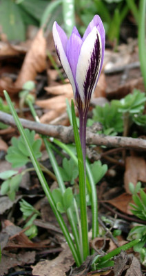 Crocus_minimus.JPG