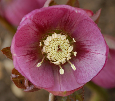 H._rund_rot_0010__3328.jpg