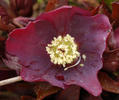 Helleborus_rot_0010__3325.jpg