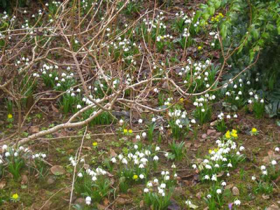 Leucojum-Bestand_IMG_4879.JPG