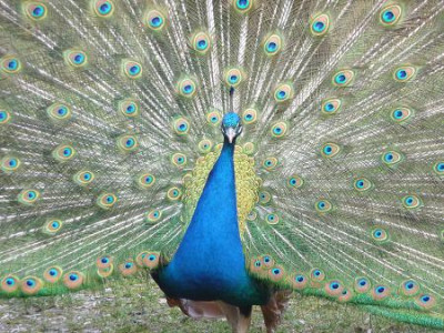 pfau_klein.jpg