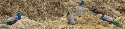 4Pfauen.JPG