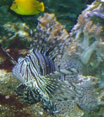 Fische.JPG