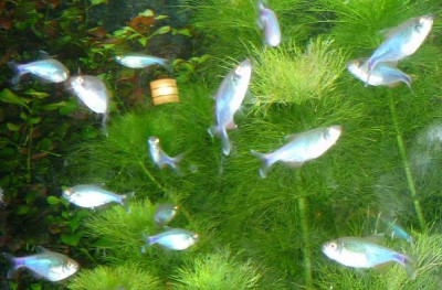 Aquarien.JPG