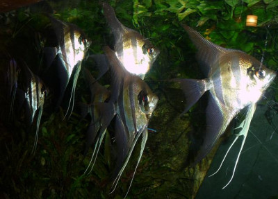 Glitzerfische.JPG