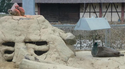 pfauwaermtsich.JPG