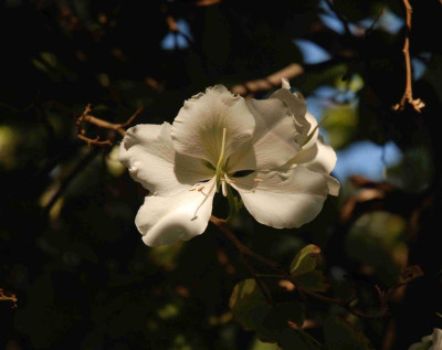 B1597a_Large.JPG
