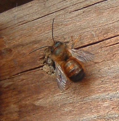 wildbienen_280305_2.jpg