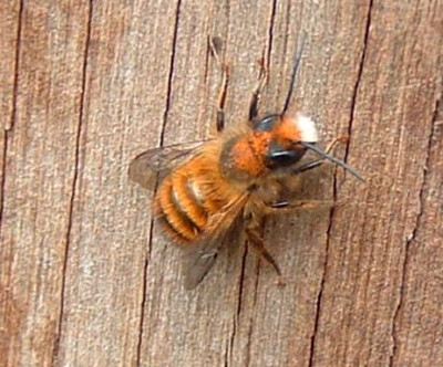 wildbienen_280305_3.jpg