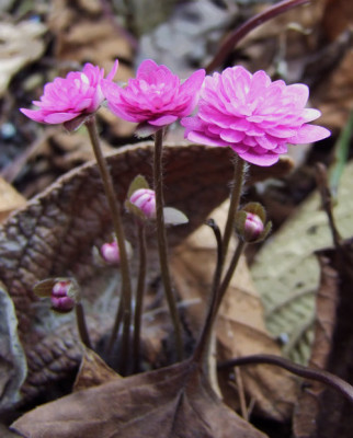 DSCF0140_eHepatica_nobilis_rotgef.JPG