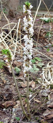 DSCF0137_eDaphne_mezereum_Album.JPG