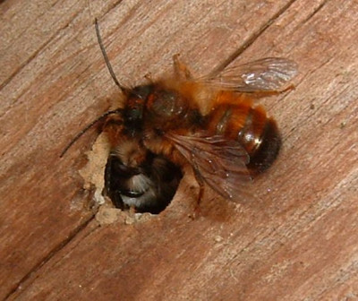 wildbienen_280305_4.jpg