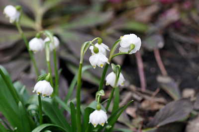 DSC_0172L_P.jpg