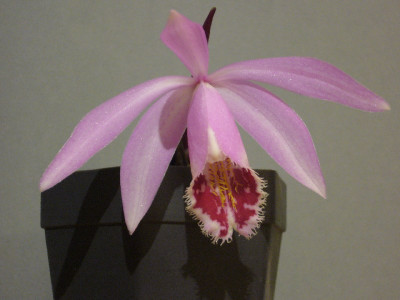 Pleione_Hekla_Partridge_800x800_80KB.jpg