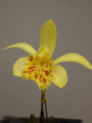 Pleione_Leda_800x800_80KB.jpg