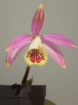 Pleione_Zeus_Weinstein_800x800_80KB.jpg