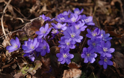 hepatica_kat_10_maerz_01.jpg