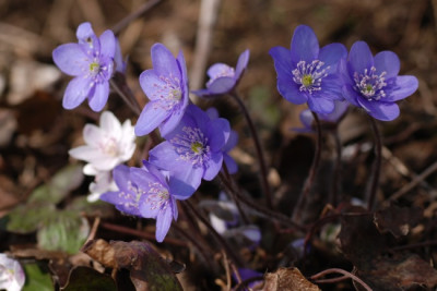 hepatica_kat_10_maerz_02.jpg