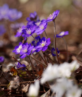 hepatica_kat_10_maerz_03.jpg