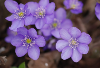 hepatica_kat_10_maerz_05.jpg