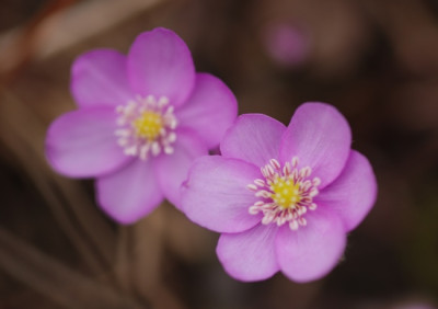 hepatica_kat_10_maerz_06.jpg